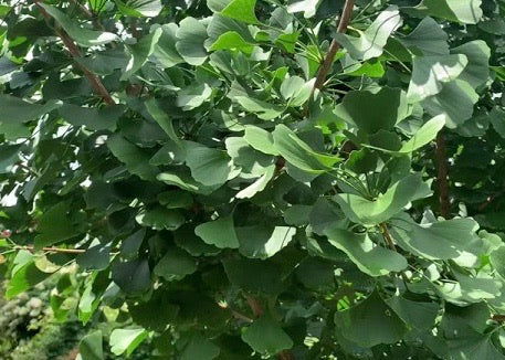 - Ginkgo biloba 'Autumn Gold' Ginkgo Tree - Mr Maple │ Buy Japanese Maple Trees