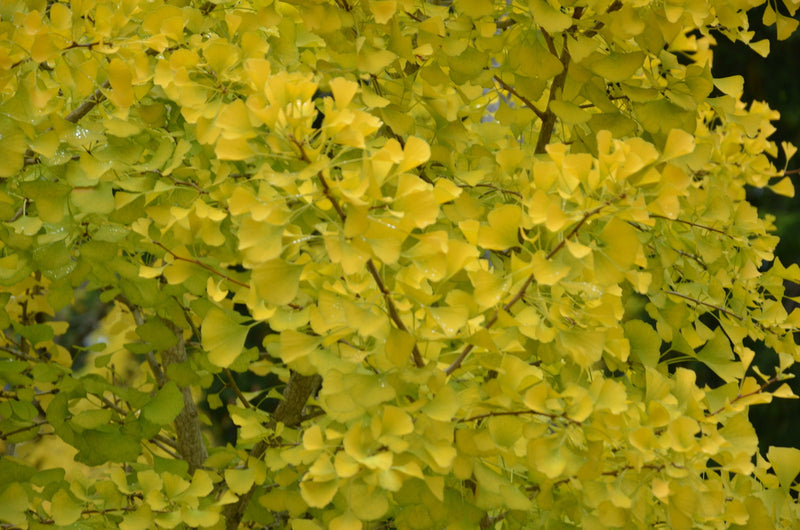 - Ginkgo biloba 'Autumn Gold' Ginkgo Tree - Mr Maple │ Buy Japanese Maple Trees
