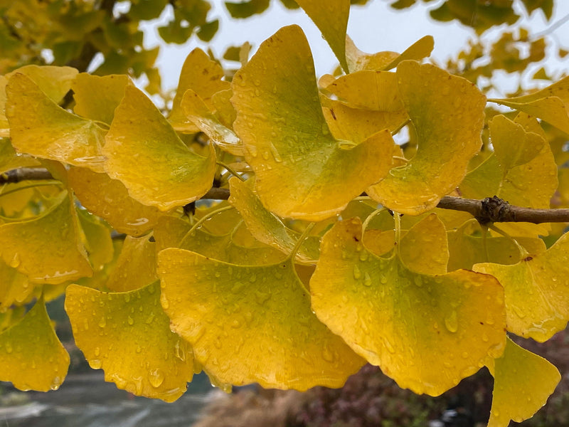 - Ginkgo biloba 'Autumn Gold' Ginkgo Tree - Mr Maple │ Buy Japanese Maple Trees