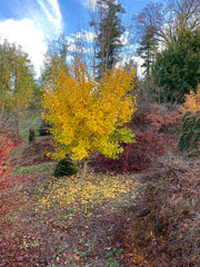 - Ginkgo biloba 'Autumn Gold' Ginkgo Tree - Mr Maple │ Buy Japanese Maple Trees