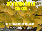 - Ginkgo biloba 'Autumn Gold' Ginkgo Tree - Mr Maple │ Buy Japanese Maple Trees