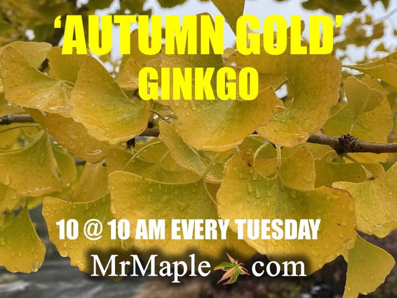 - Ginkgo biloba 'Autumn Gold' Ginkgo Tree - Mr Maple │ Buy Japanese Maple Trees
