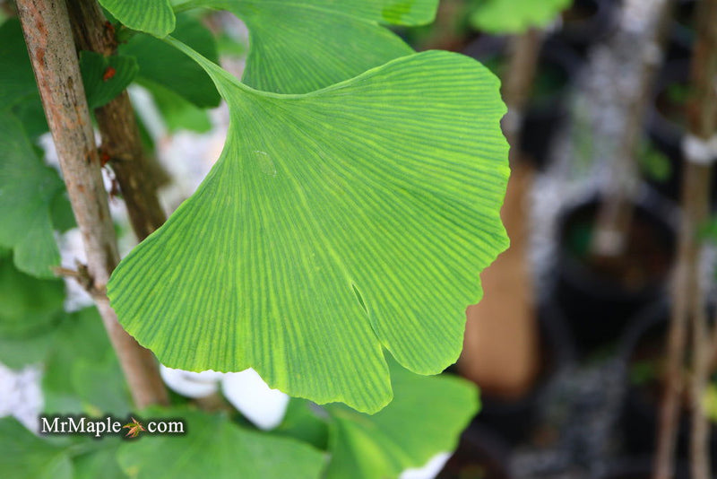 - Ginkgo biloba 'Autumn Gold' Ginkgo Tree - Mr Maple │ Buy Japanese Maple Trees