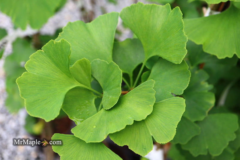 - Ginkgo biloba 'Autumn Gold' Ginkgo Tree - Mr Maple │ Buy Japanese Maple Trees
