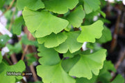 - Ginkgo biloba 'Autumn Gold' Ginkgo Tree - Mr Maple │ Buy Japanese Maple Trees