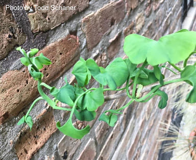 - Ginkgo biloba 'BZN' Contorted Ginkgo Tree - Mr Maple │ Buy Japanese Maple Trees