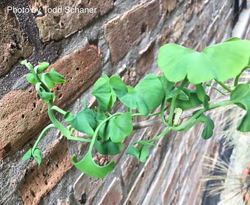 - Ginkgo biloba 'BZN' Contorted Ginkgo Tree - Mr Maple │ Buy Japanese Maple Trees