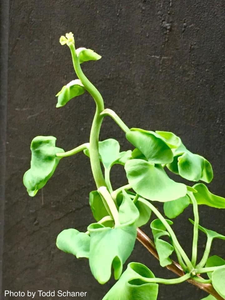 - Ginkgo biloba 'BZN' Contorted Ginkgo Tree - Mr Maple │ Buy Japanese Maple Trees