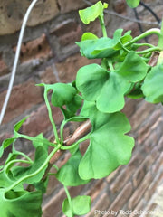 - Ginkgo biloba 'BZN' Contorted Ginkgo Tree - Mr Maple │ Buy Japanese Maple Trees