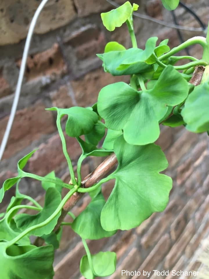 - Ginkgo biloba 'BZN' Contorted Ginkgo Tree - Mr Maple │ Buy Japanese Maple Trees