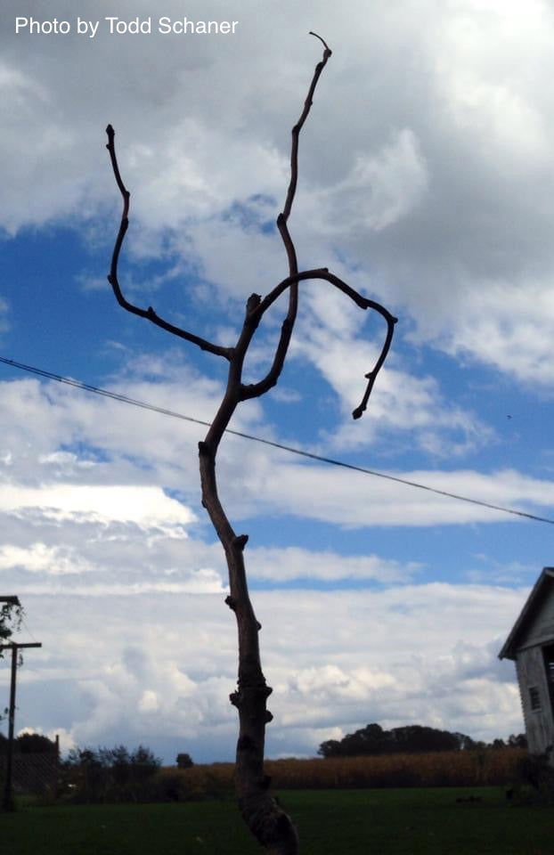 - Ginkgo biloba 'BZN' Contorted Ginkgo Tree - Mr Maple │ Buy Japanese Maple Trees