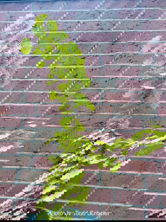 - Ginkgo biloba 'BZN' Contorted Ginkgo Tree - Mr Maple │ Buy Japanese Maple Trees