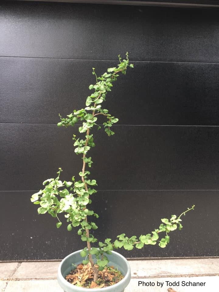 - Ginkgo biloba 'BZN' Contorted Ginkgo Tree - Mr Maple │ Buy Japanese Maple Trees