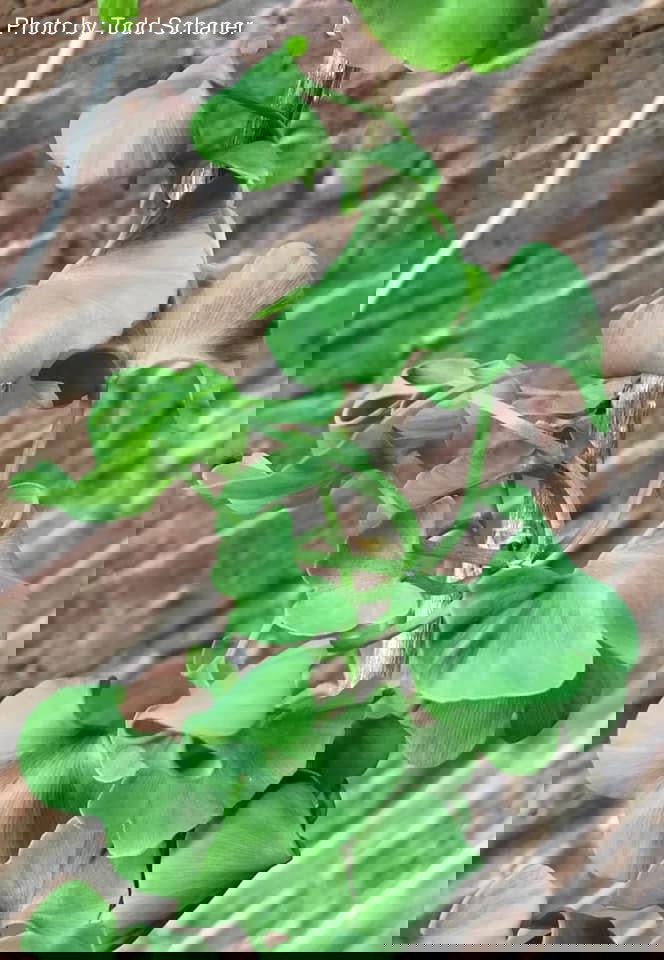 - Ginkgo biloba 'BZN' Contorted Ginkgo Tree - Mr Maple │ Buy Japanese Maple Trees