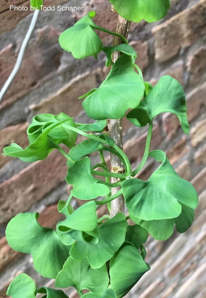 Buy Ginkgo biloba 'BZN' Contorted Ginkgo Tree — Mr Maple │ Buy Japanese ...