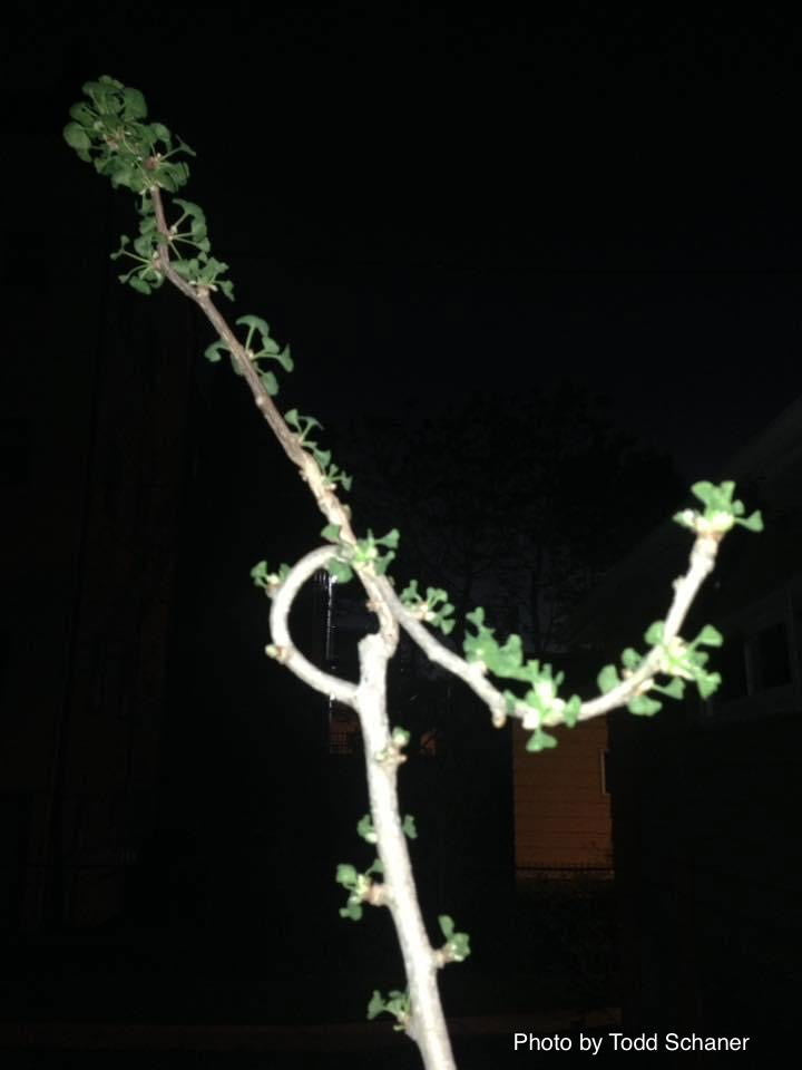 - Ginkgo biloba 'BZN' Contorted Ginkgo Tree - Mr Maple │ Buy Japanese Maple Trees