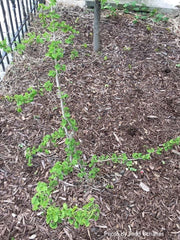 - Ginkgo biloba 'BZN' Contorted Ginkgo Tree - Mr Maple │ Buy Japanese Maple Trees