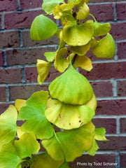 - Ginkgo biloba 'BZN' Contorted Ginkgo Tree - Mr Maple │ Buy Japanese Maple Trees