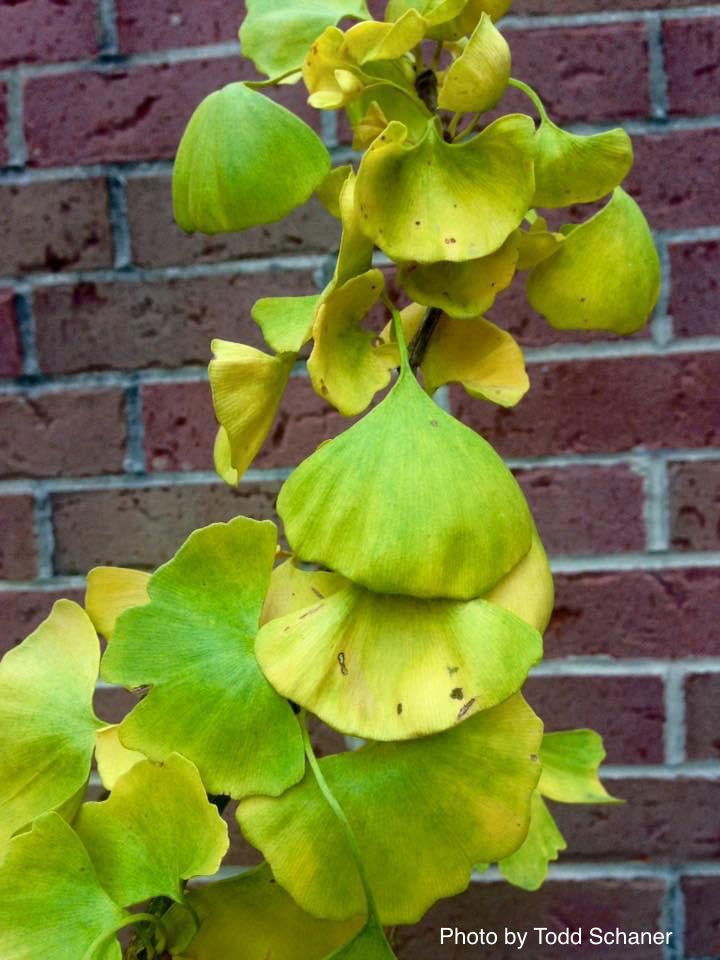 - Ginkgo biloba 'BZN' Contorted Ginkgo Tree - Mr Maple │ Buy Japanese Maple Trees