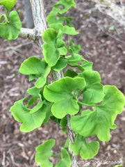 - Ginkgo biloba 'BZN' Contorted Ginkgo Tree - Mr Maple │ Buy Japanese Maple Trees