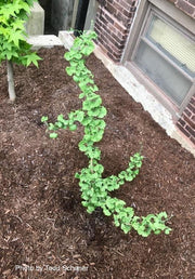 - Ginkgo biloba 'BZN' Contorted Ginkgo Tree - Mr Maple │ Buy Japanese Maple Trees