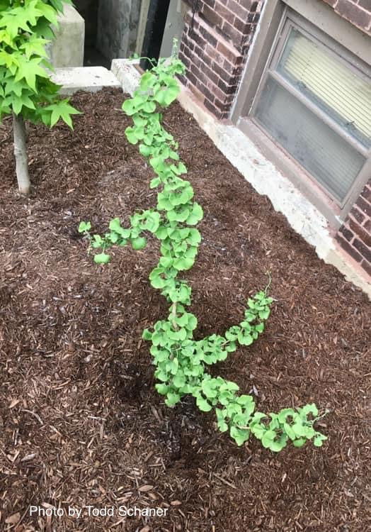 - Ginkgo biloba 'BZN' Contorted Ginkgo Tree - Mr Maple │ Buy Japanese Maple Trees