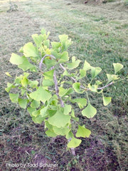 - Ginkgo biloba 'BZN' Contorted Ginkgo Tree - Mr Maple │ Buy Japanese Maple Trees