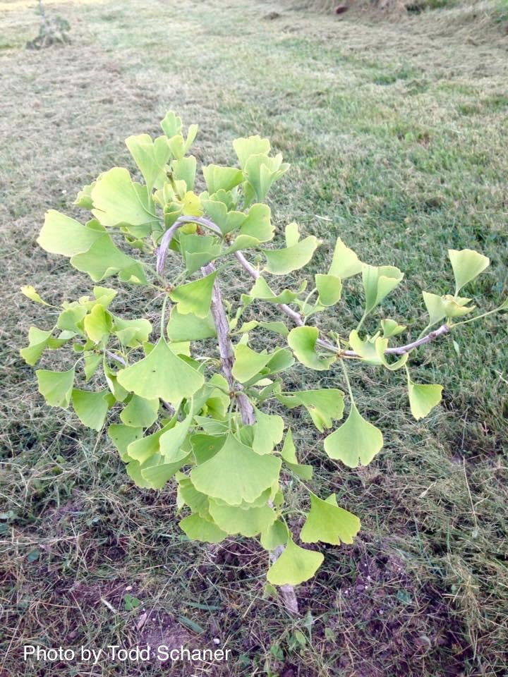 - Ginkgo biloba 'BZN' Contorted Ginkgo Tree - Mr Maple │ Buy Japanese Maple Trees