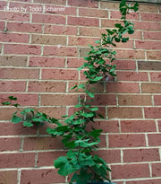 - Ginkgo biloba 'BZN' Contorted Ginkgo Tree - Mr Maple │ Buy Japanese Maple Trees