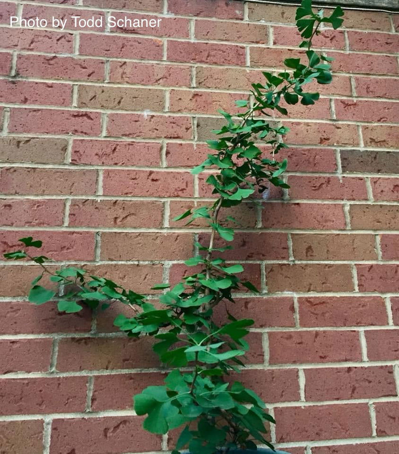 - Ginkgo biloba 'BZN' Contorted Ginkgo Tree - Mr Maple │ Buy Japanese Maple Trees