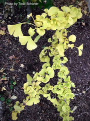 - Ginkgo biloba 'BZN' Contorted Ginkgo Tree - Mr Maple │ Buy Japanese Maple Trees