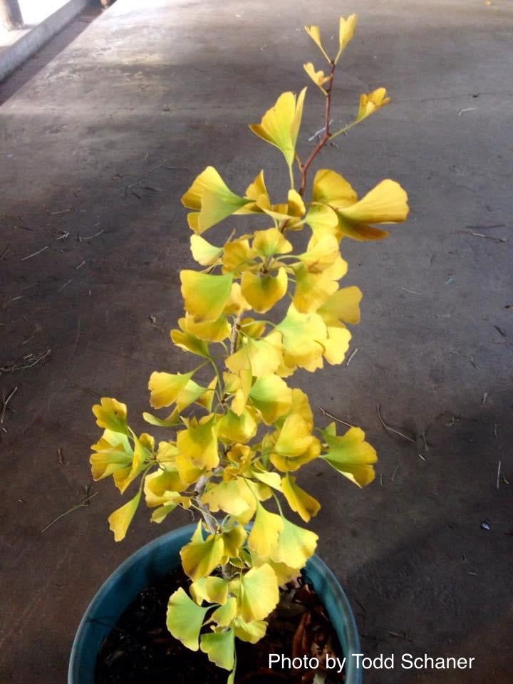 - Ginkgo biloba 'BZN' Contorted Ginkgo Tree - Mr Maple │ Buy Japanese Maple Trees