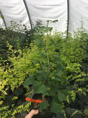 - Ginkgo biloba 'BZN' Contorted Ginkgo Tree - Mr Maple │ Buy Japanese Maple Trees