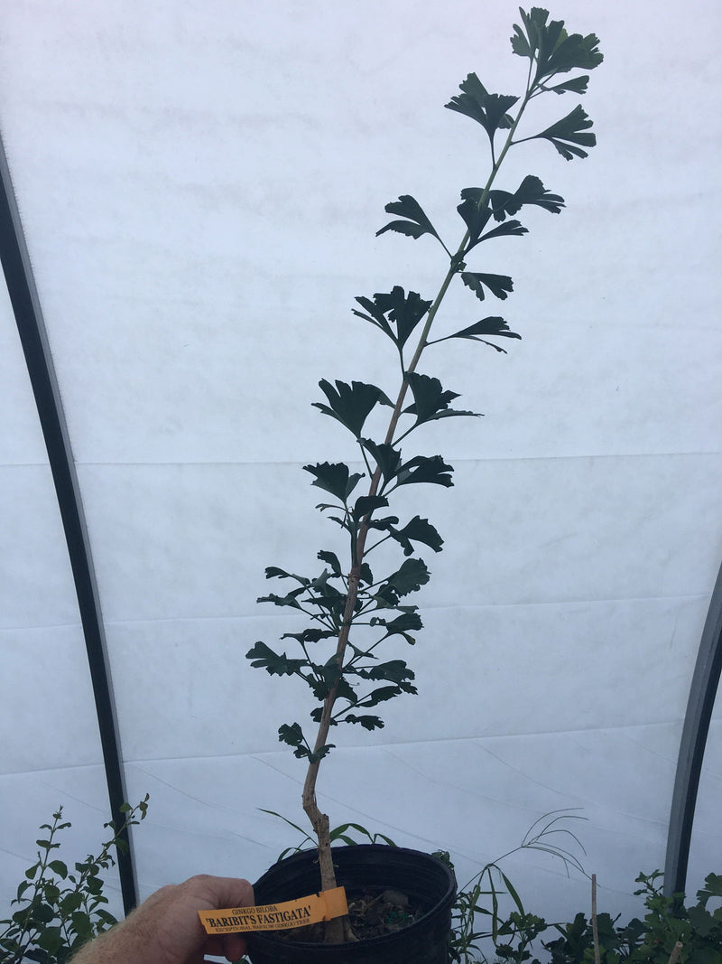 - Ginkgo biloba 'Barabit's Fastigiata' Columnar Ginkgo Tree - Mr Maple │ Buy Japanese Maple Trees