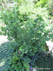 - Ginkgo biloba 'Barabits Nana' Dwarf Male Gingko Tree - Mr Maple │ Buy Japanese Maple Trees