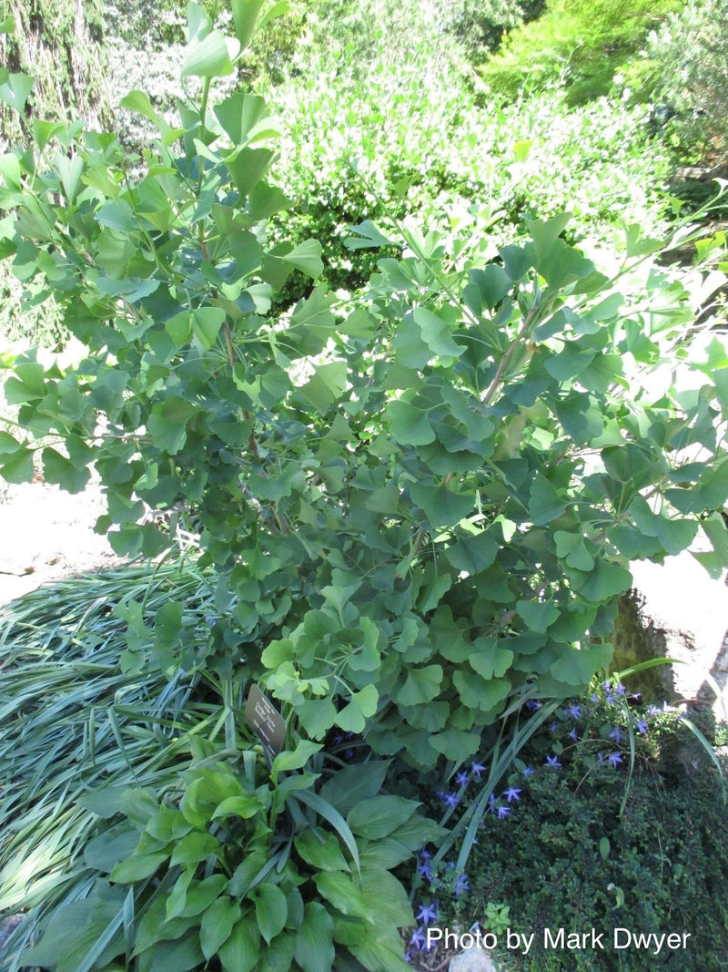 - Ginkgo biloba 'Barabits Nana' Dwarf Male Gingko Tree - Mr Maple │ Buy Japanese Maple Trees