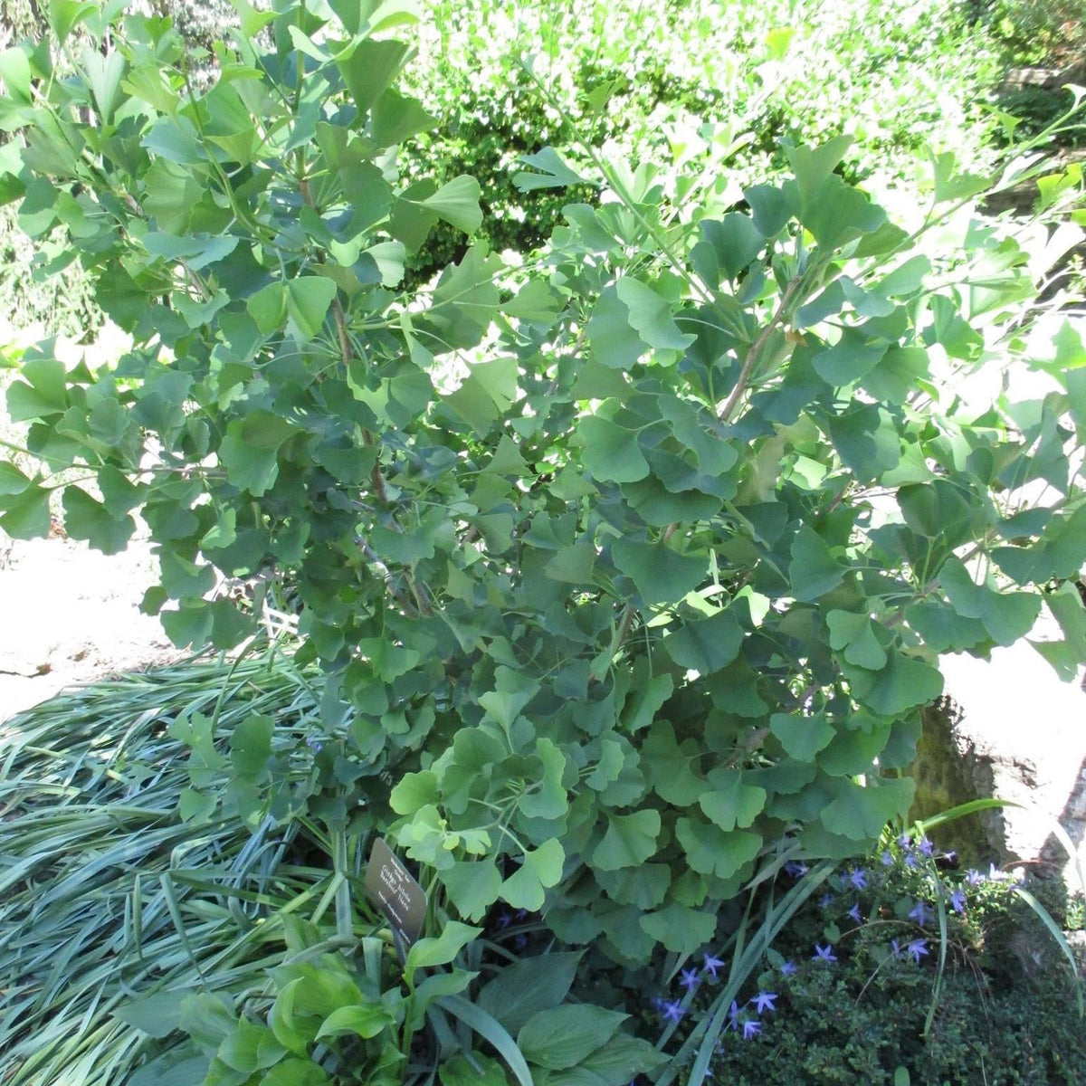Buy Ginkgo biloba 'Barabits Nana' Dwarf Male Ginkgo Tree — Mr Maple ...
