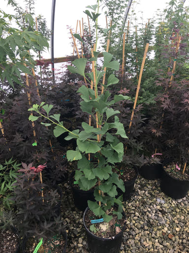 - Ginkgo biloba 'Barabits Nana' Dwarf Male Gingko Tree - Mr Maple │ Buy Japanese Maple Trees