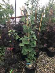 - Ginkgo biloba 'Barabits Nana' Dwarf Male Gingko Tree - Mr Maple │ Buy Japanese Maple Trees