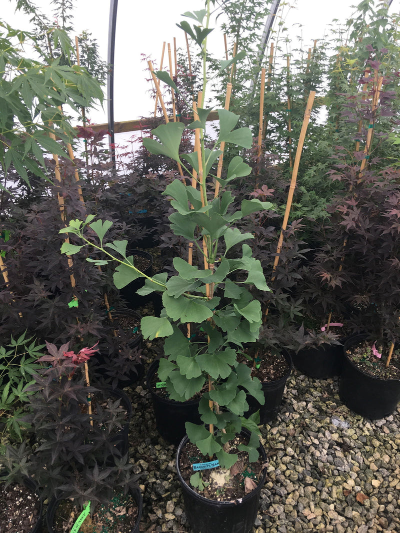 - Ginkgo biloba 'Barabits Nana' Dwarf Male Gingko Tree - Mr Maple │ Buy Japanese Maple Trees