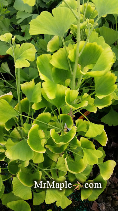 - Ginkgo biloba 'Beijing Gold' Variegated Ginkgo Tree - Mr Maple │ Buy Japanese Maple Trees