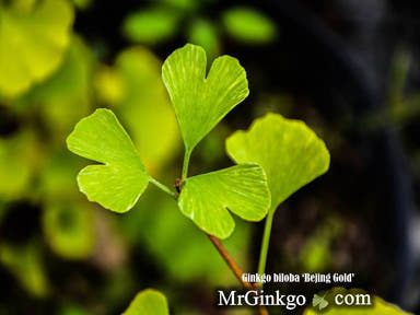 - Ginkgo biloba 'Beijing Gold' Variegated Ginkgo Tree - Mr Maple │ Buy Japanese Maple Trees