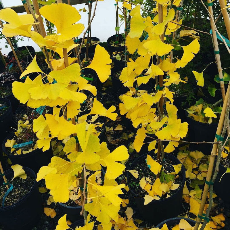- Ginkgo biloba 'Bergman Dwarf' Dwarf Male Ginkgo Tree - Mr Maple │ Buy Japanese Maple Trees