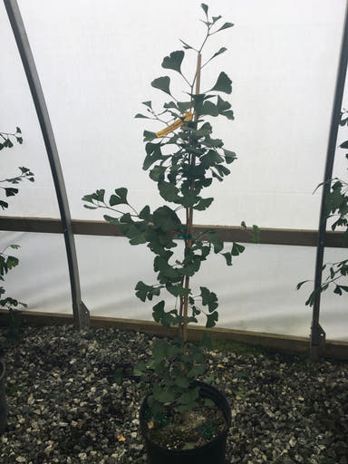 - Ginkgo biloba 'Bergman Dwarf' Dwarf Male Ginkgo Tree - Mr Maple │ Buy Japanese Maple Trees