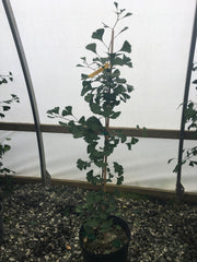 - Ginkgo biloba 'Bergman Dwarf' Dwarf Male Ginkgo Tree - Mr Maple │ Buy Japanese Maple Trees
