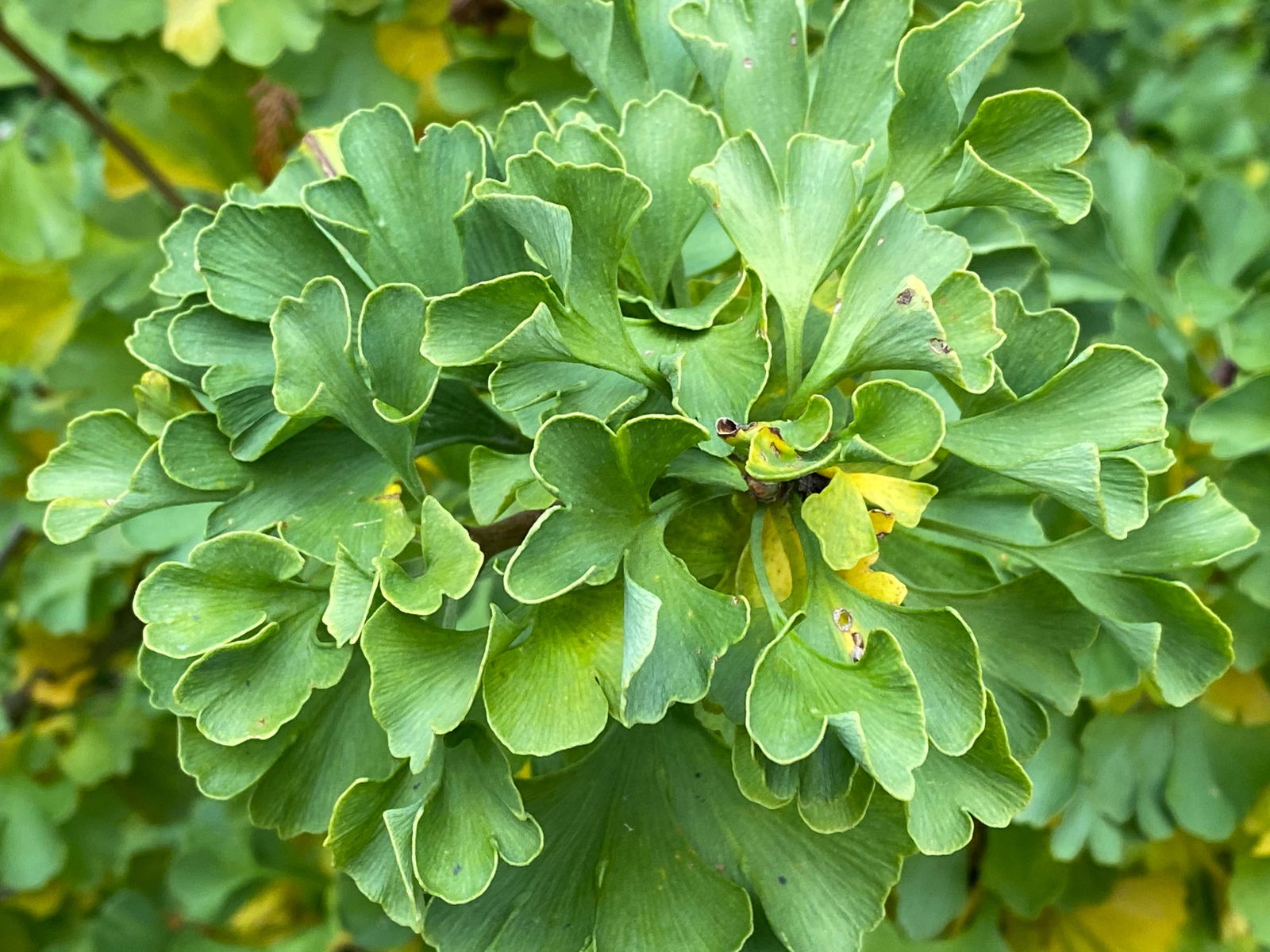 Buy Ginkgo biloba 'Bernheim Broom' Dwarf Male Ginkgo Tree — Mr