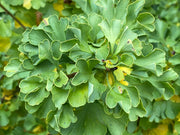 - Ginkgo biloba 'Bernheim Broom' Dwarf Male Ginkgo Tree - Mr Maple │ Buy Japanese Maple Trees