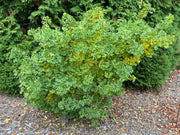 - Ginkgo biloba 'Bernheim Broom' Dwarf Male Ginkgo Tree - Mr Maple │ Buy Japanese Maple Trees