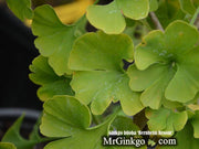- Ginkgo biloba 'Bernheim Broom' Dwarf Male Ginkgo Tree - Mr Maple │ Buy Japanese Maple Trees