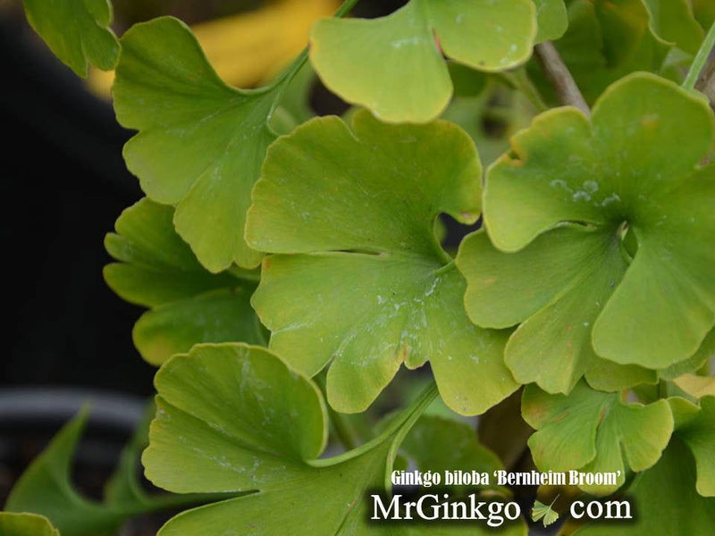 - Ginkgo biloba 'Bernheim Broom' Dwarf Male Ginkgo Tree - Mr Maple │ Buy Japanese Maple Trees